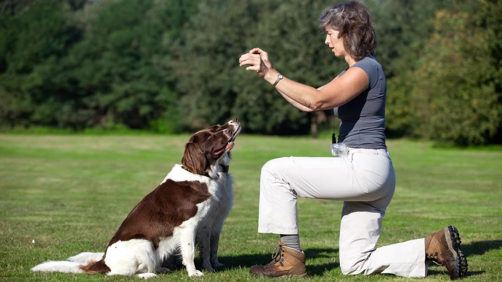 Cómo enseñar al perro a sentarse