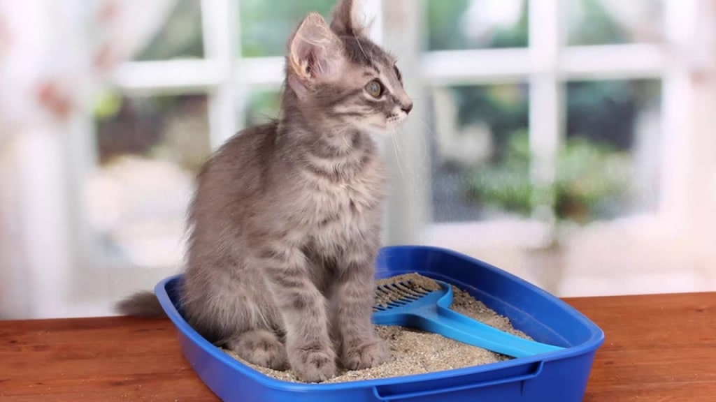 Gatos alérgicos a la caja de arena, ¿qué hacer?