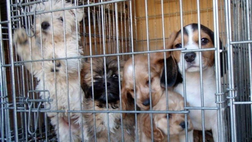 Prohibieron la exhibición de mascotas en las vidrieras de las veterinarias de la Ciudad de Buenos Aires