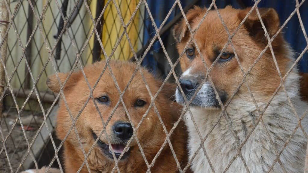 En Mendoza más de 7.000 perros en refugios esperan adopción