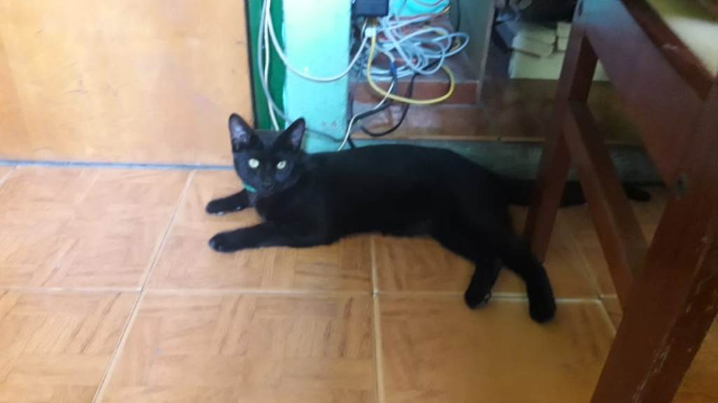 Salem, gato perdido en Santa Rosa