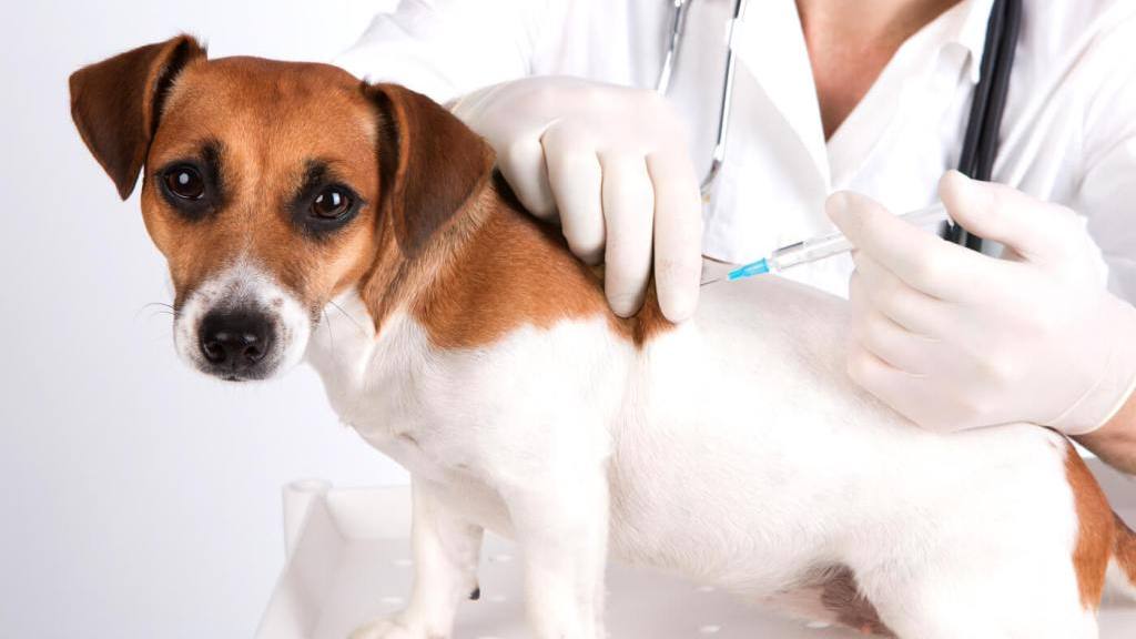 Estas son todas las vacunas que tu cachorro realmente necesita