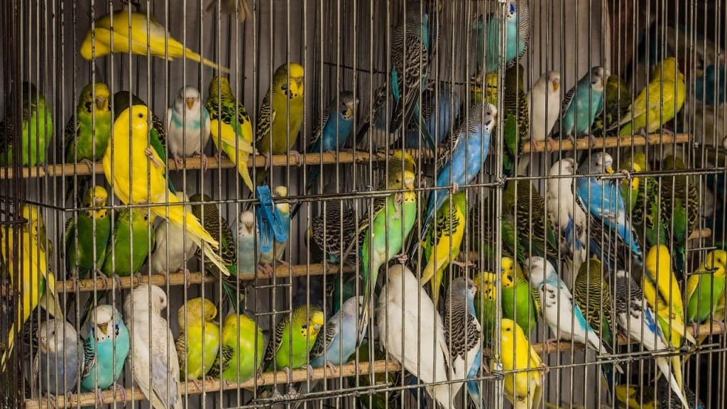 5 enfermedades en pájaros enjaulados