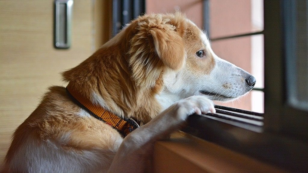 Ansiedad por separación en perros