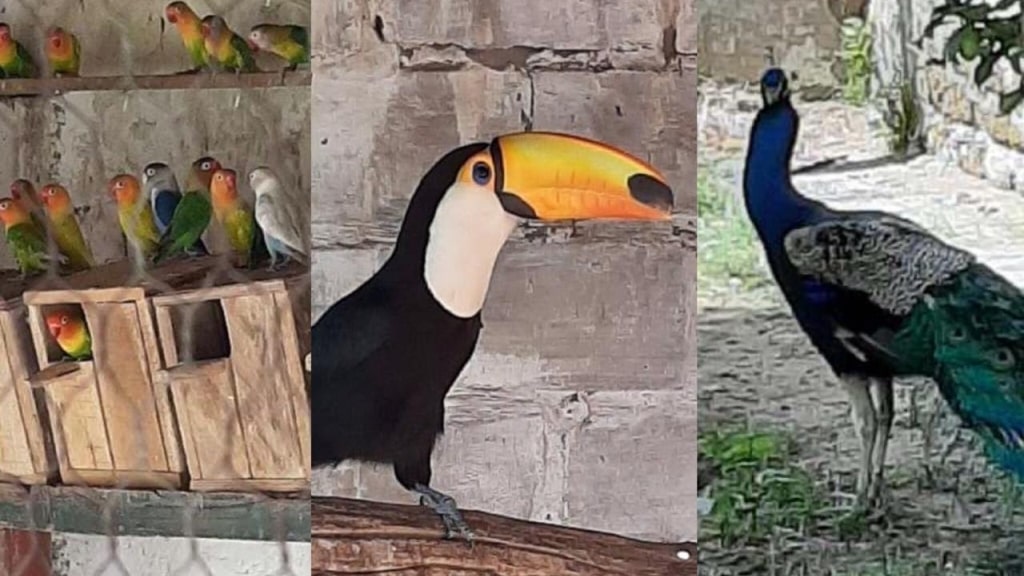 La Pampa: secuestran aves, armas y cueros de animales en extinción