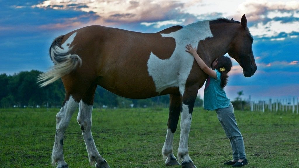 Los caballos pueden interpretar las expresiones y emociones humanas