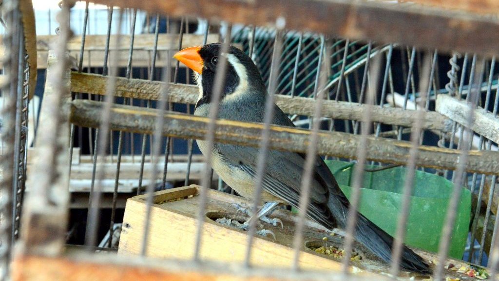 En Pinamar desde hace un año está prohibida la venta de gomeras y trampas para pájaros