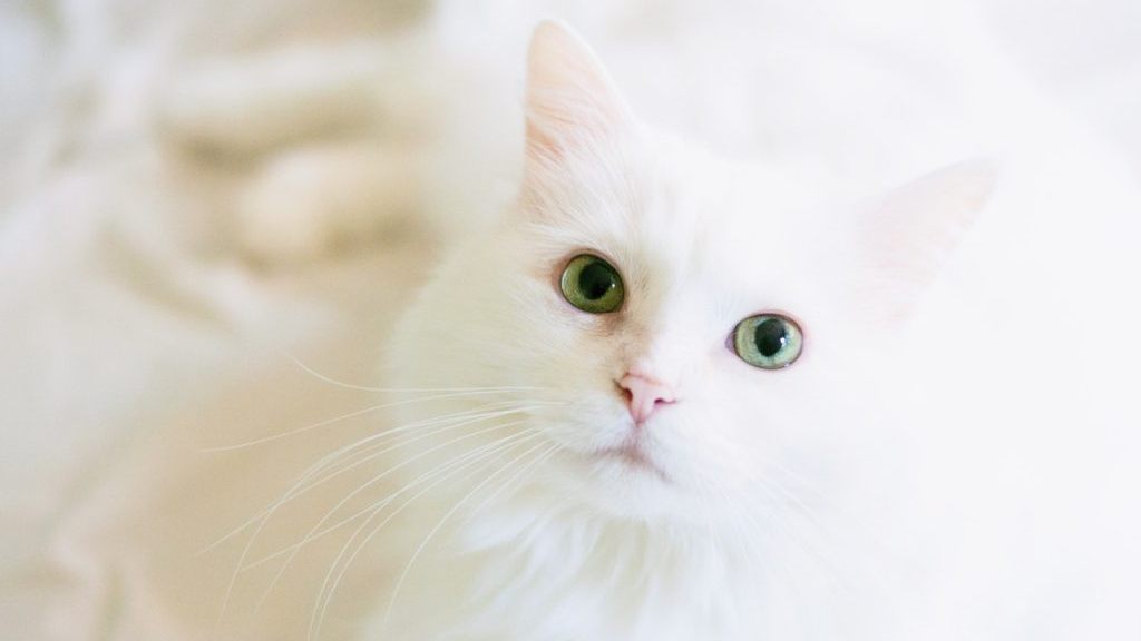 Por qué algunos gatos blancos son sordos