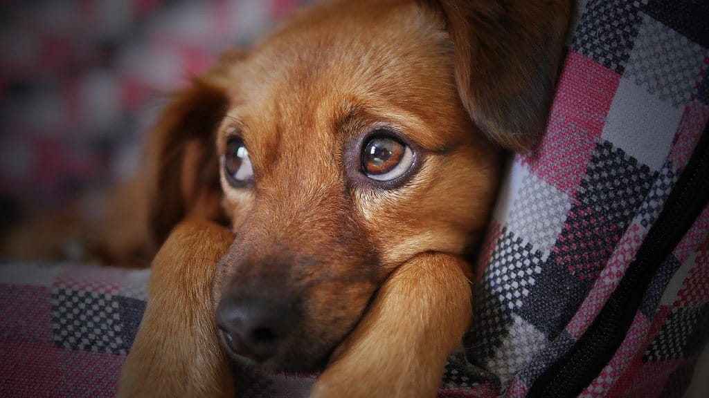Depresión en perros: 5 señales de alerta