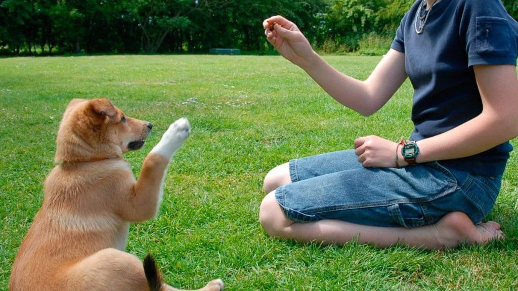 Educar a los perros sin violencia