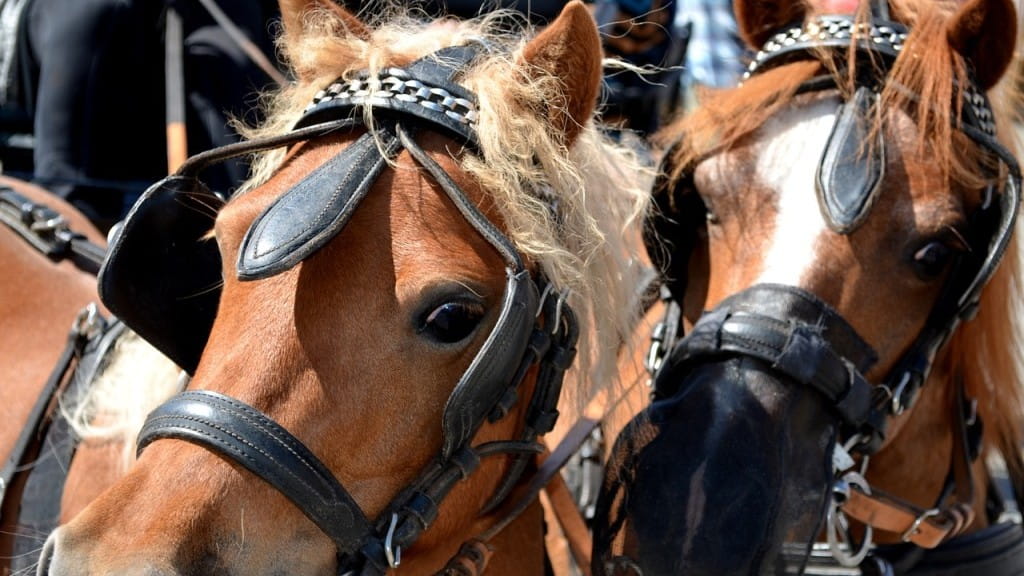 La industria de los paseos en carruaje es mala noticia para los caballos