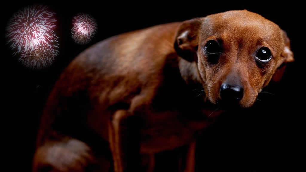 Miedo y ansiedad en perros, ¿cómo ayudar a nuestros animales de compañía?
