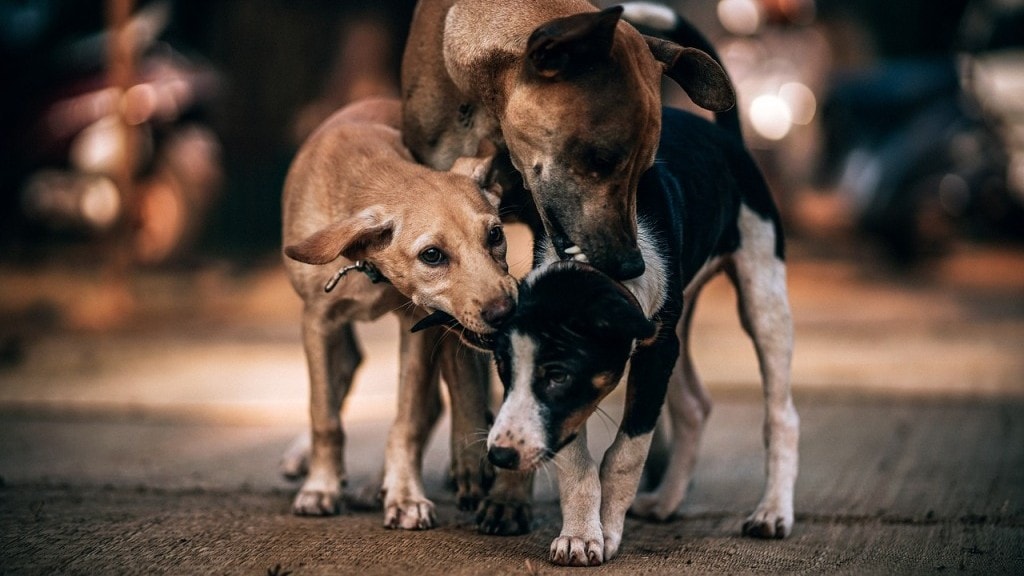 Perros y comportamiento territorial: ¿a qué se debe?