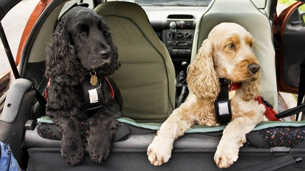 Un novedoso sistema de alarma por radares previene que niños o mascotas se queden encerrados en el coche