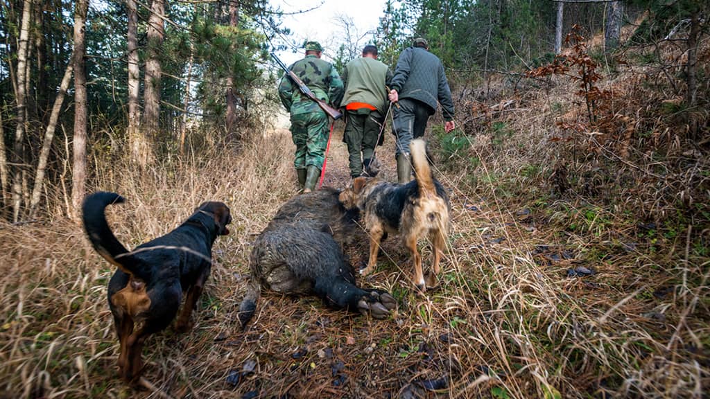 Proponen prohibir los cotos de caza en la provincia de Neuquén