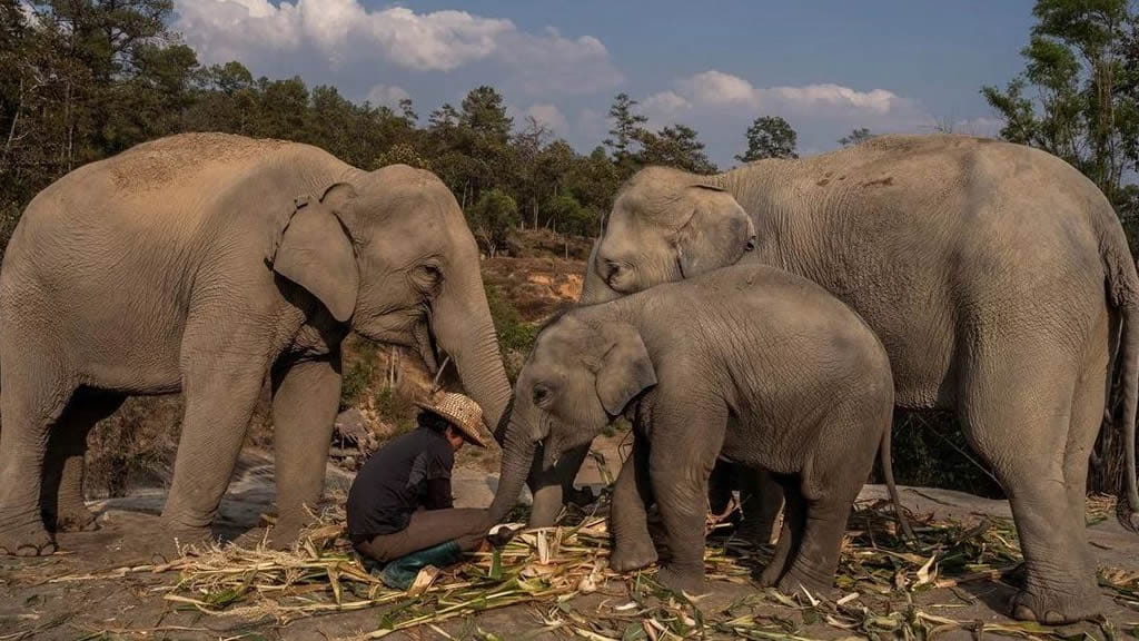 Tailandia: Liberan a 78 elefantes por falta de turistas