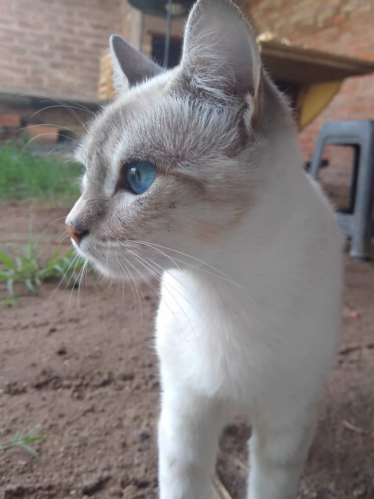 Coco gato perdido en Santa Rosa