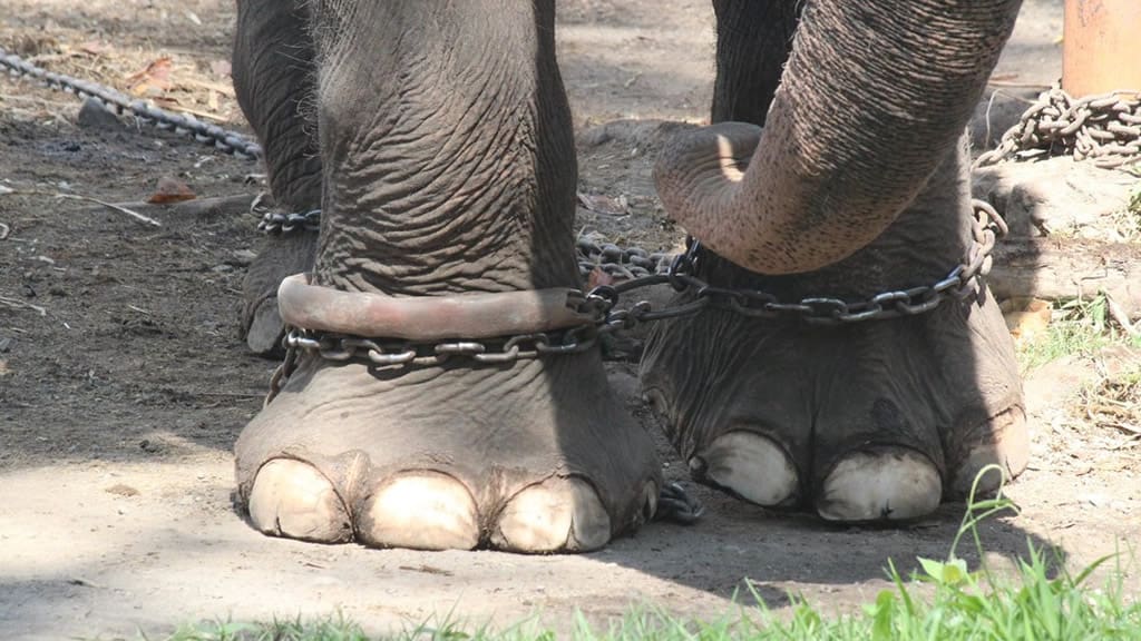La dependencia del turismo pone en peligro el bienestar de los elefantes cautivos