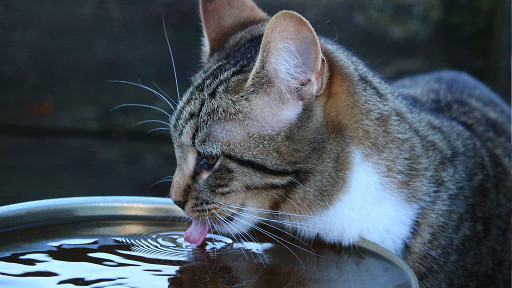 Los gatos necesitan del agua más de lo que imaginamos