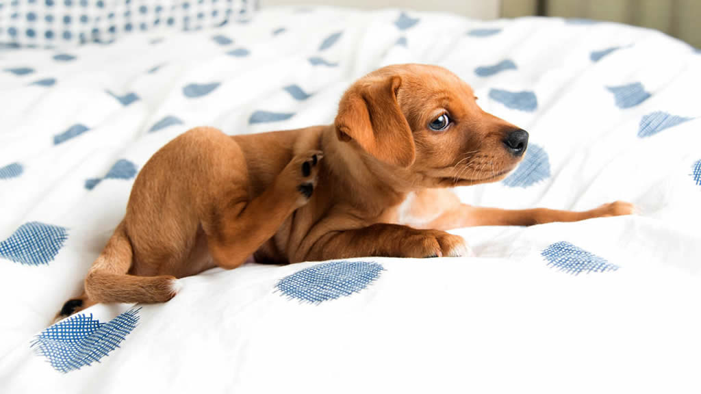 Por qué los perros rascan la cama antes de acostarse