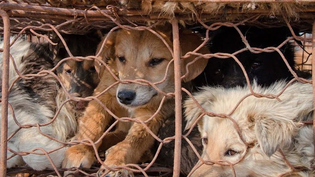 China ya no considera a los perros como animales de consumo