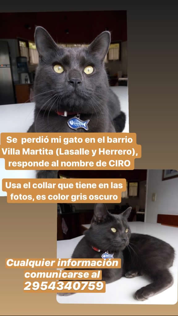 Ciro, gato perdido en Santa Rosa