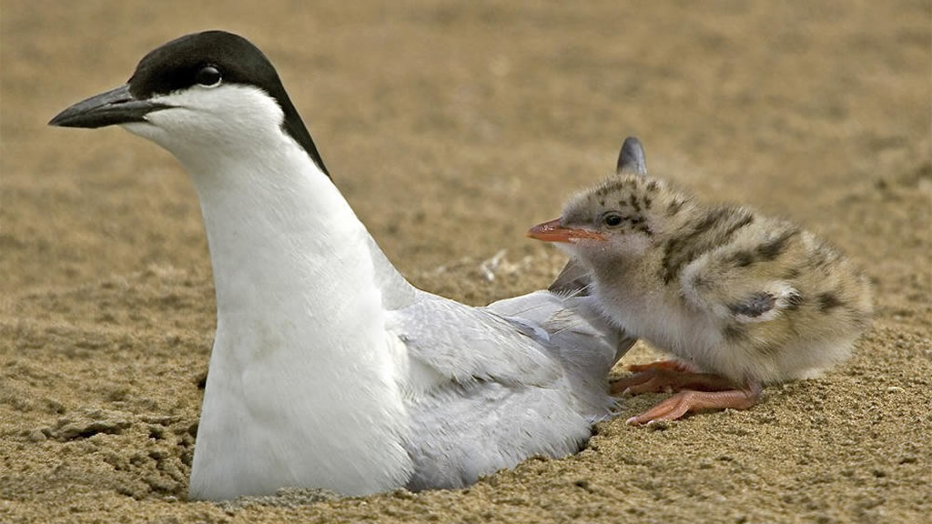 España: Advierten de los efectos negativos de los plaguicidas en la reproducción de las aves