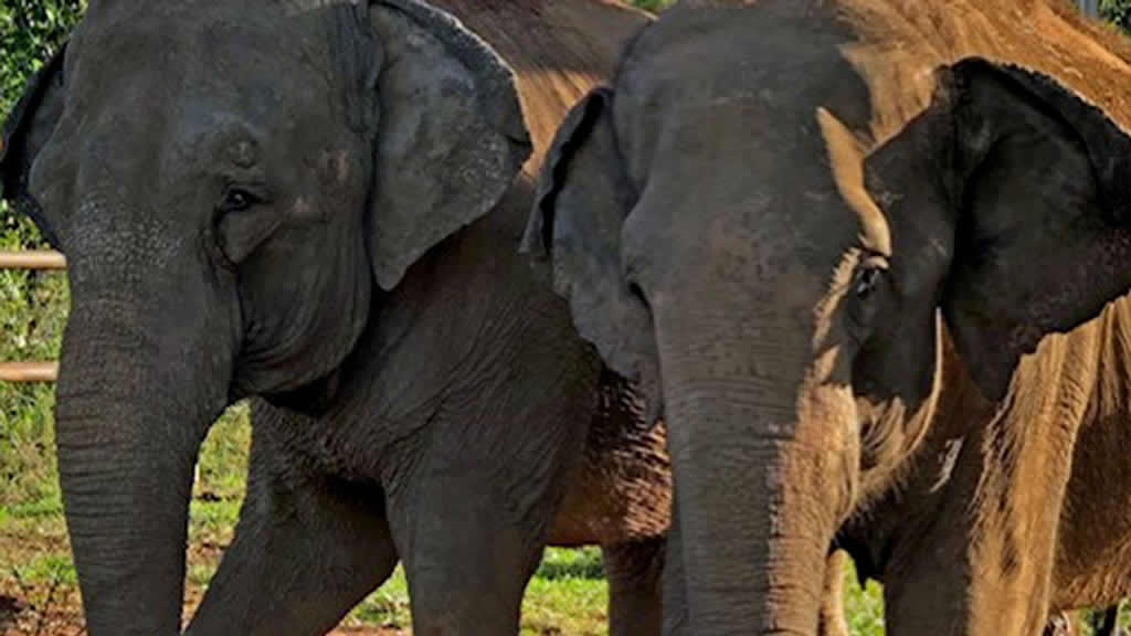 La elefanta Mara cumple su primer mes en Brasil