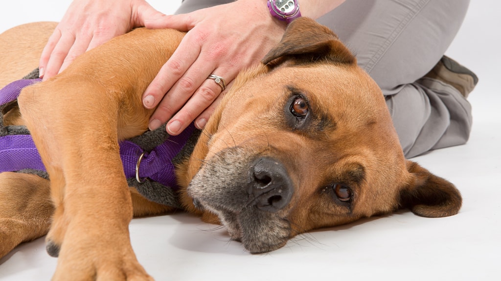 Veterinarios españoles realizan avances en fisioterapia canina
