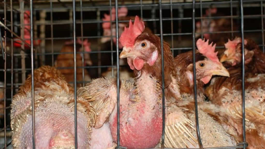 El 63% del mercado español ya no venderá huevos de gallinas enjauladas
