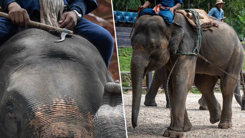 El cruel “entrenamiento” que viven los elefantes usados en el turismo