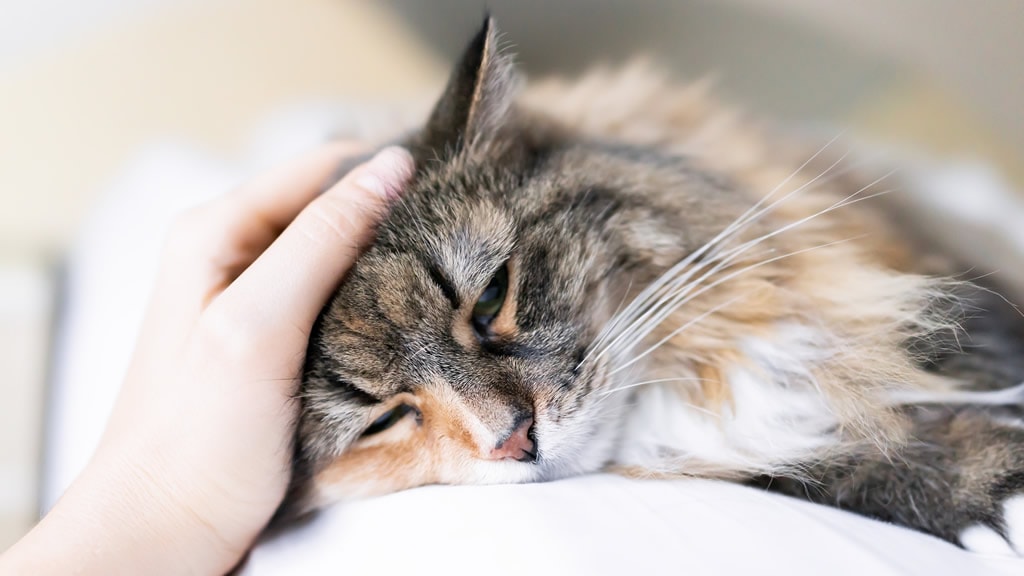 Cómo saber si un gato tiene fiebre