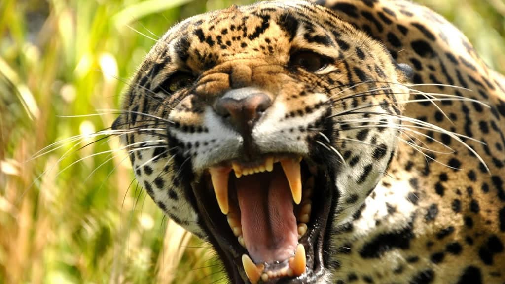Costa Rica prohíbe trofeos de caza y “muestra liderazgo” a nivel internacional