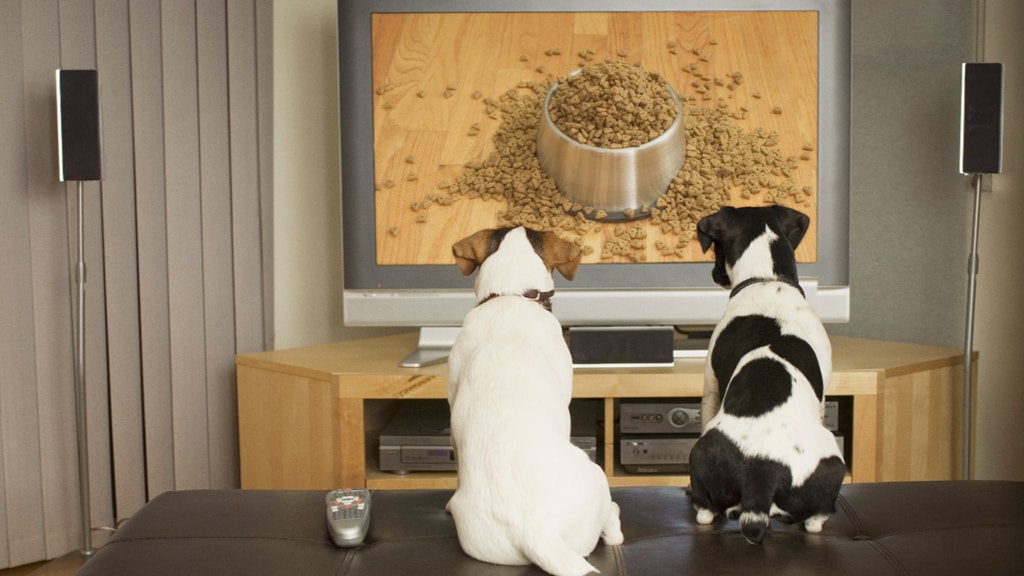 ¿Qué ven los perros y gatos cuando miran la televisión?