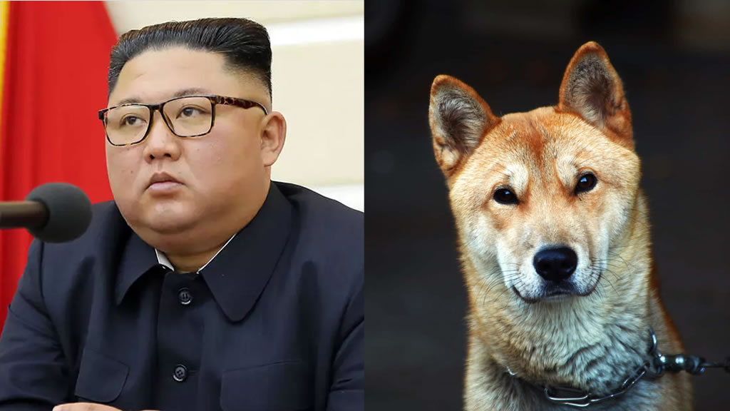 Corea del Norte prohibió tener perros como mascotas y ordenó confiscar a todos los animales
