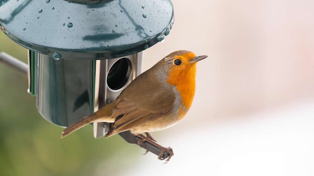 Pájaros de cuidado: los pro y los contra de los comederos de aves al aire libre
