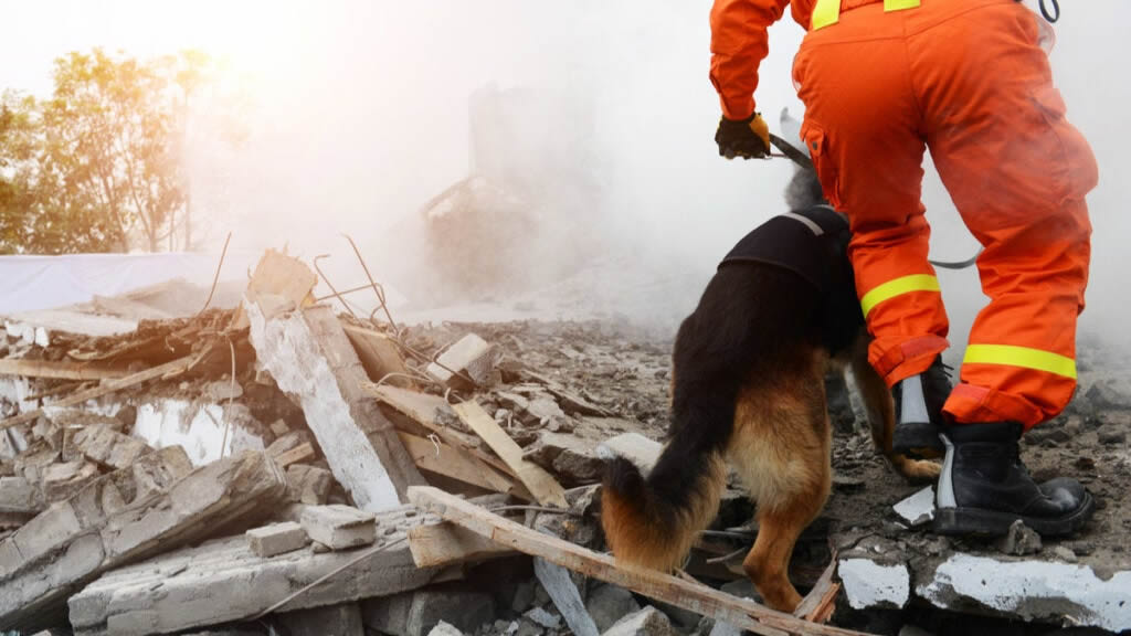 ¿Por qué participan los perros en actividades de búsqueda y rescate?