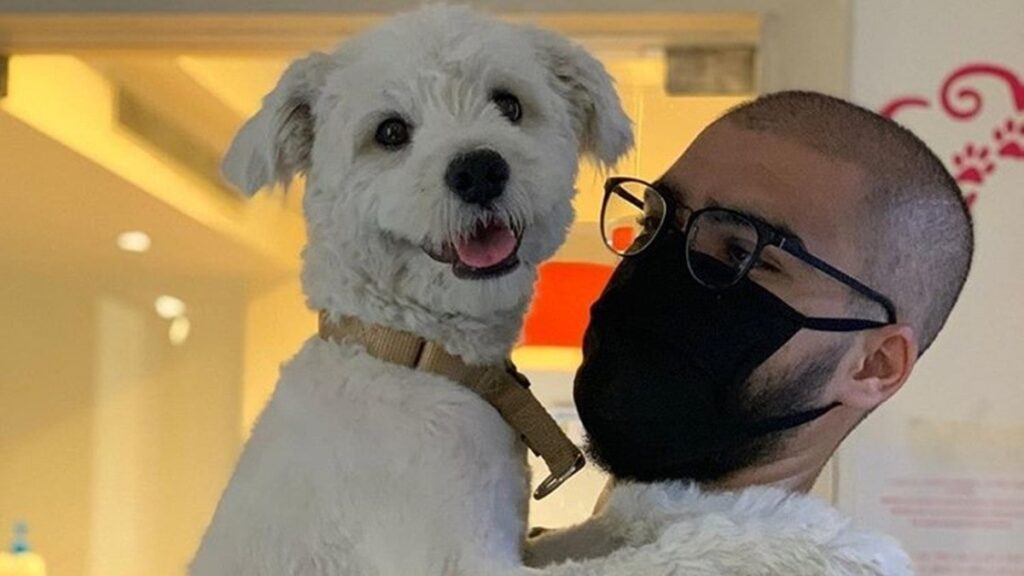 Voluntarios rescatan mascotas tras la explosión en Beirut