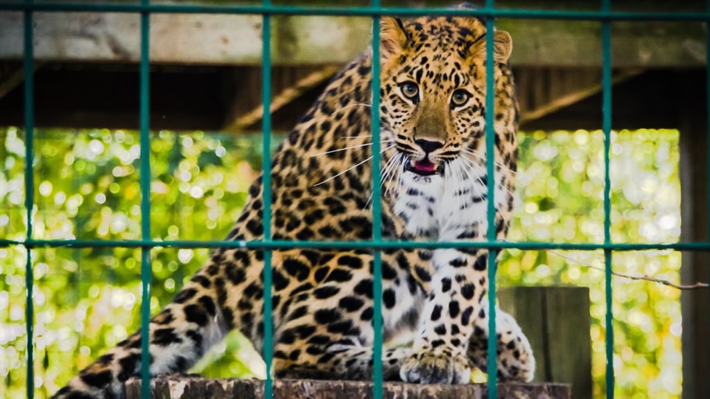 El ocaso de los zoológicos: ¿hay vida después del cautiverio?