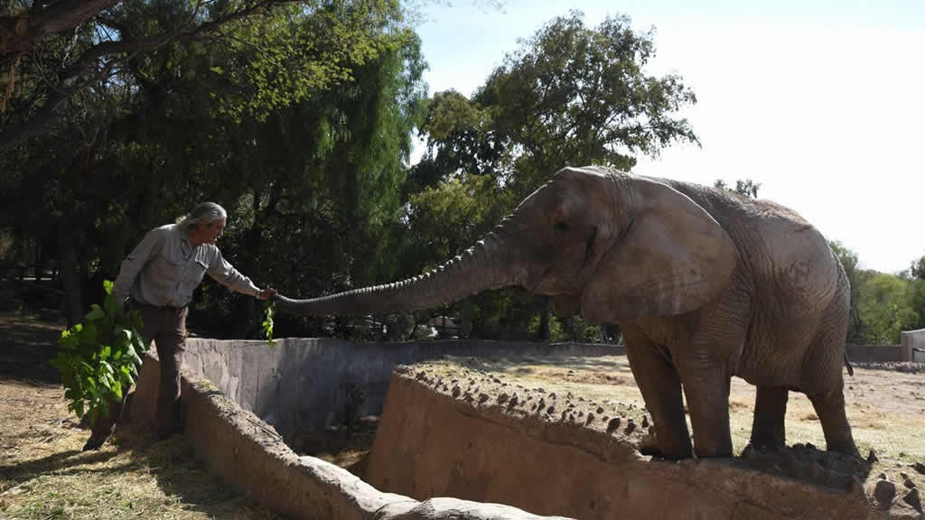 Nueva vida: liberarán en Brasil a los cuatro elefantes del exzoo de Mendoza