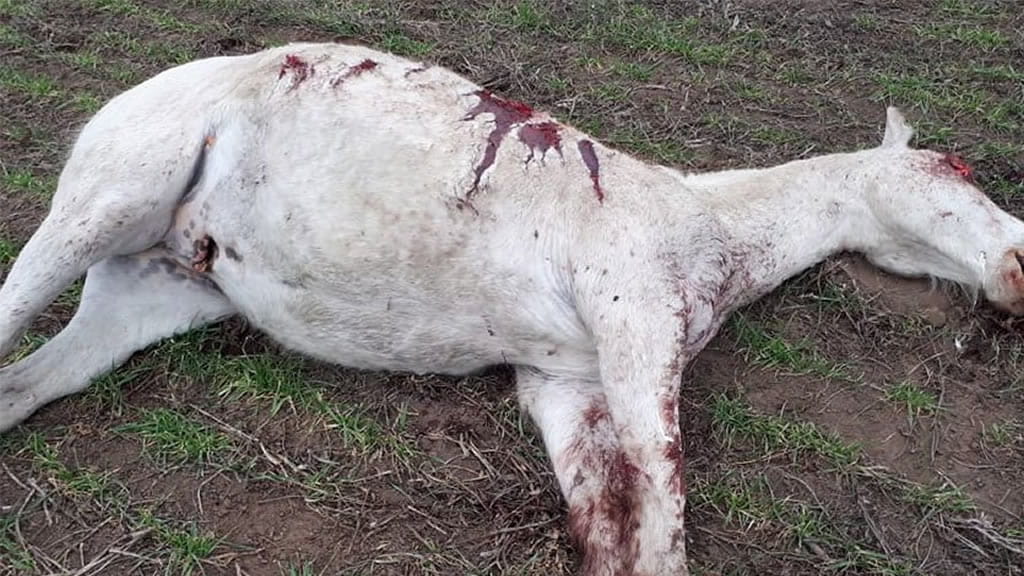 Denuncian matanza de caballos en un campo de Anguil