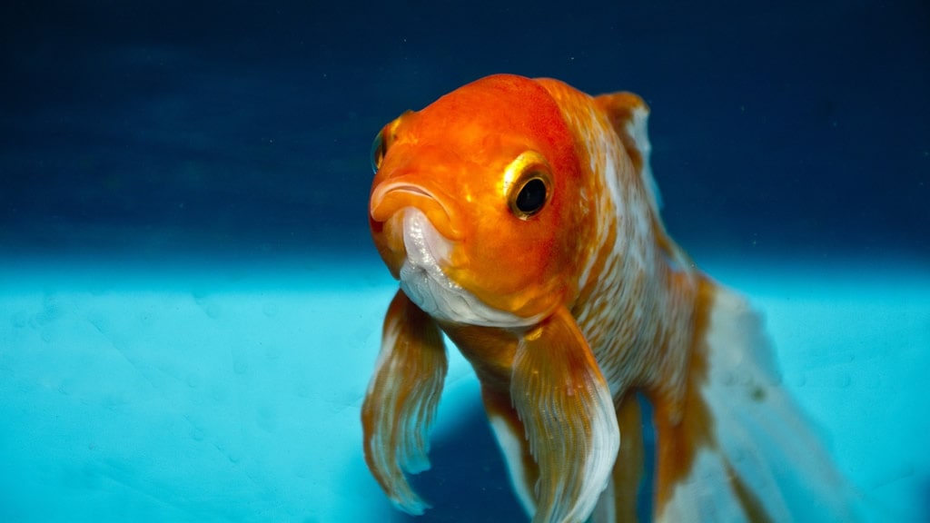 9 razones por las que los peces son «mascotas» muy tristes