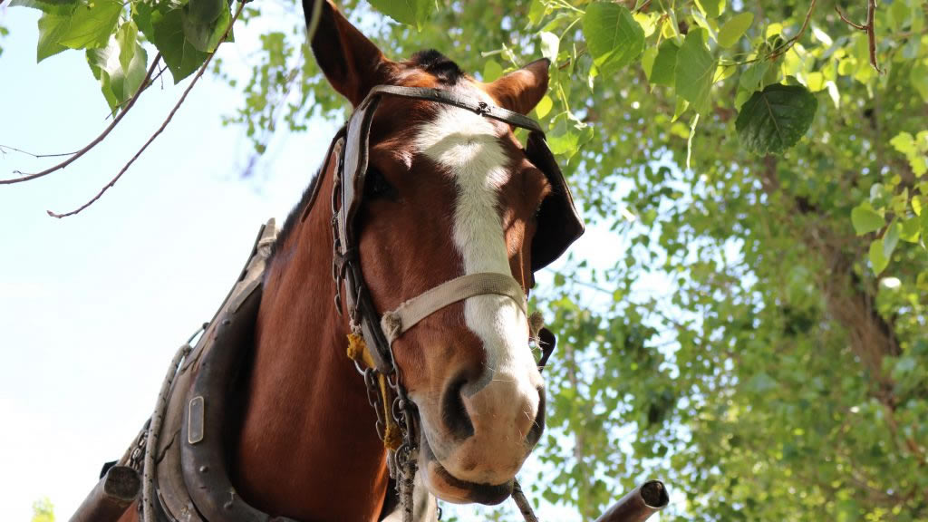En Gualeguaychú, dueños de caballos tendrán que registrarlos en la municipalidad