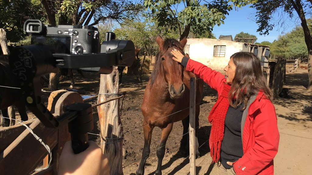 ‘Cinco corazones’, viaje al horror de los caballos argentinos