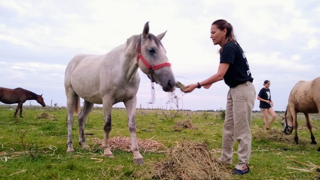 Fundación Libre Relincho: un refugio para los caballos maltratados y abandonados