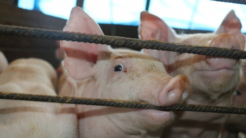 Mega granjas de cerdos: el acuerdo que "no tiene que firmarse en noviembre ni nunca"