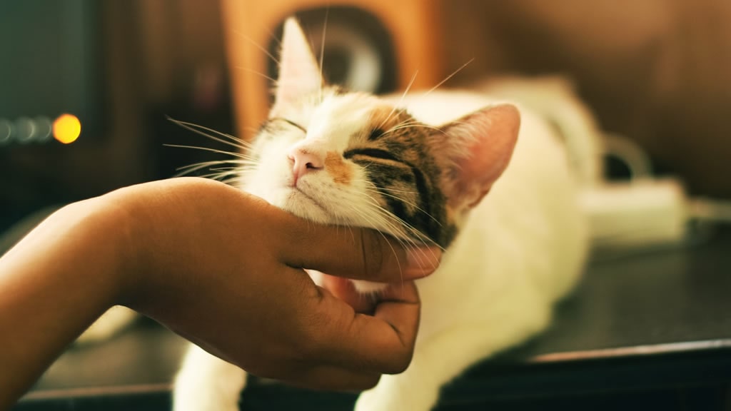 13 maneras de hacer feliz a tu gato respaldadas por la ciencia