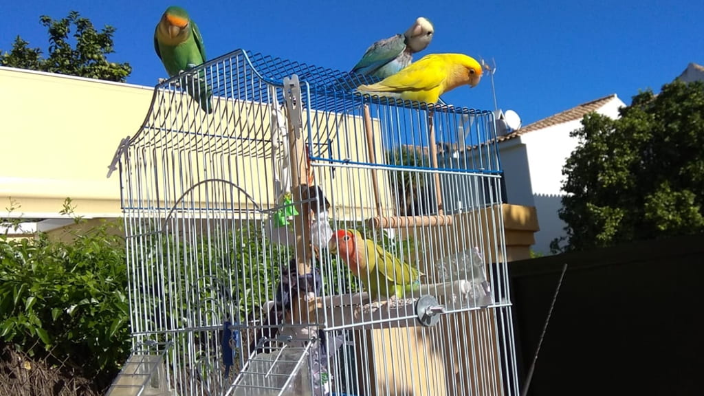Loros liberan otras aves enjauladas: “Son mega listos y nunca se dejan atrapar”
