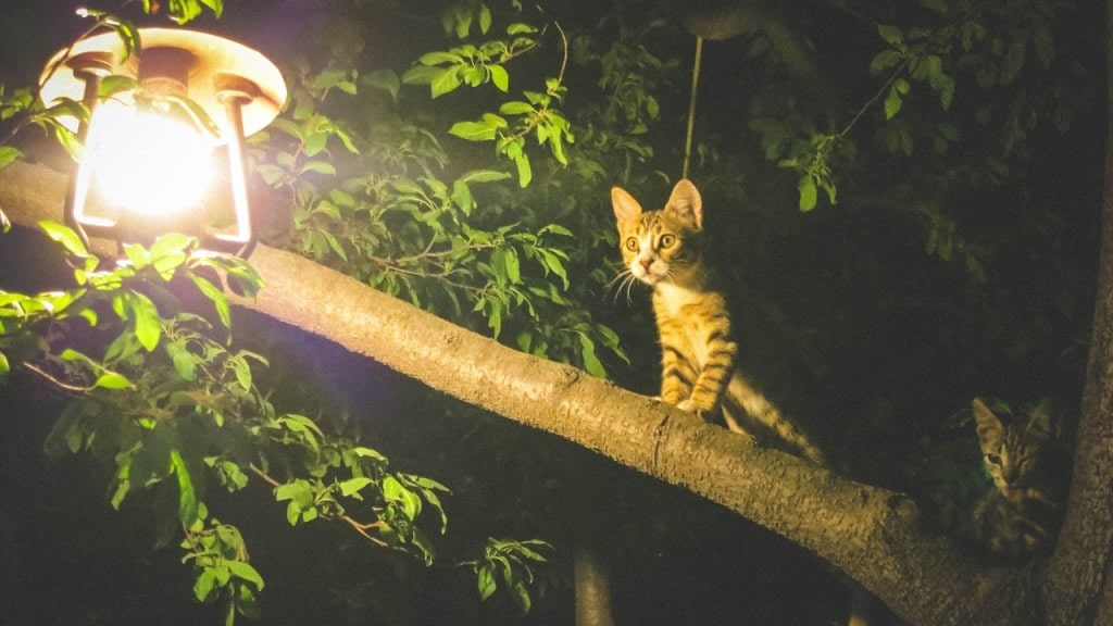 ¿Qué hace un gato por la noche?