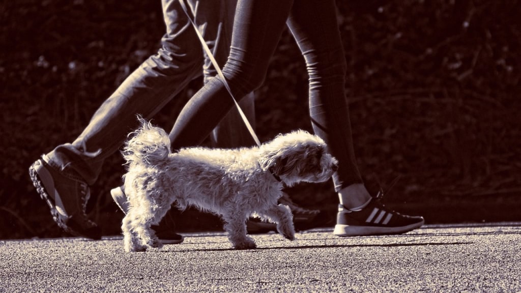 Por qué los paseos permiten el desarrollo emocional de los perros
